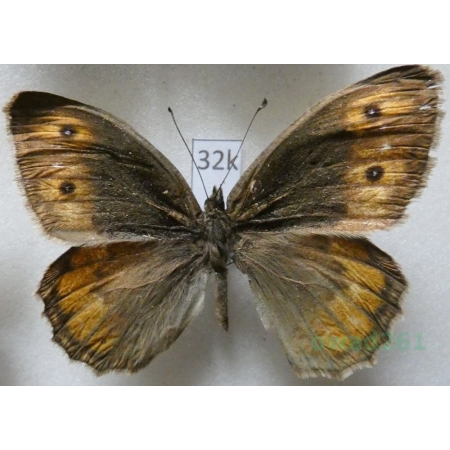 Pseudochazara mniszechii (Herrich-Schäffer, 1851) Greece32k